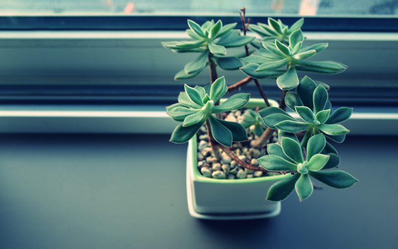 Rośliny w biurze- dlaczego-warto-je-miec