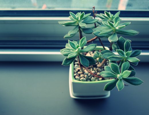 Rośliny w biurze- dlaczego-warto-je-miec